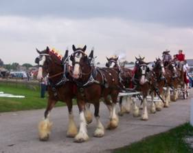 40234933lgClydesdales